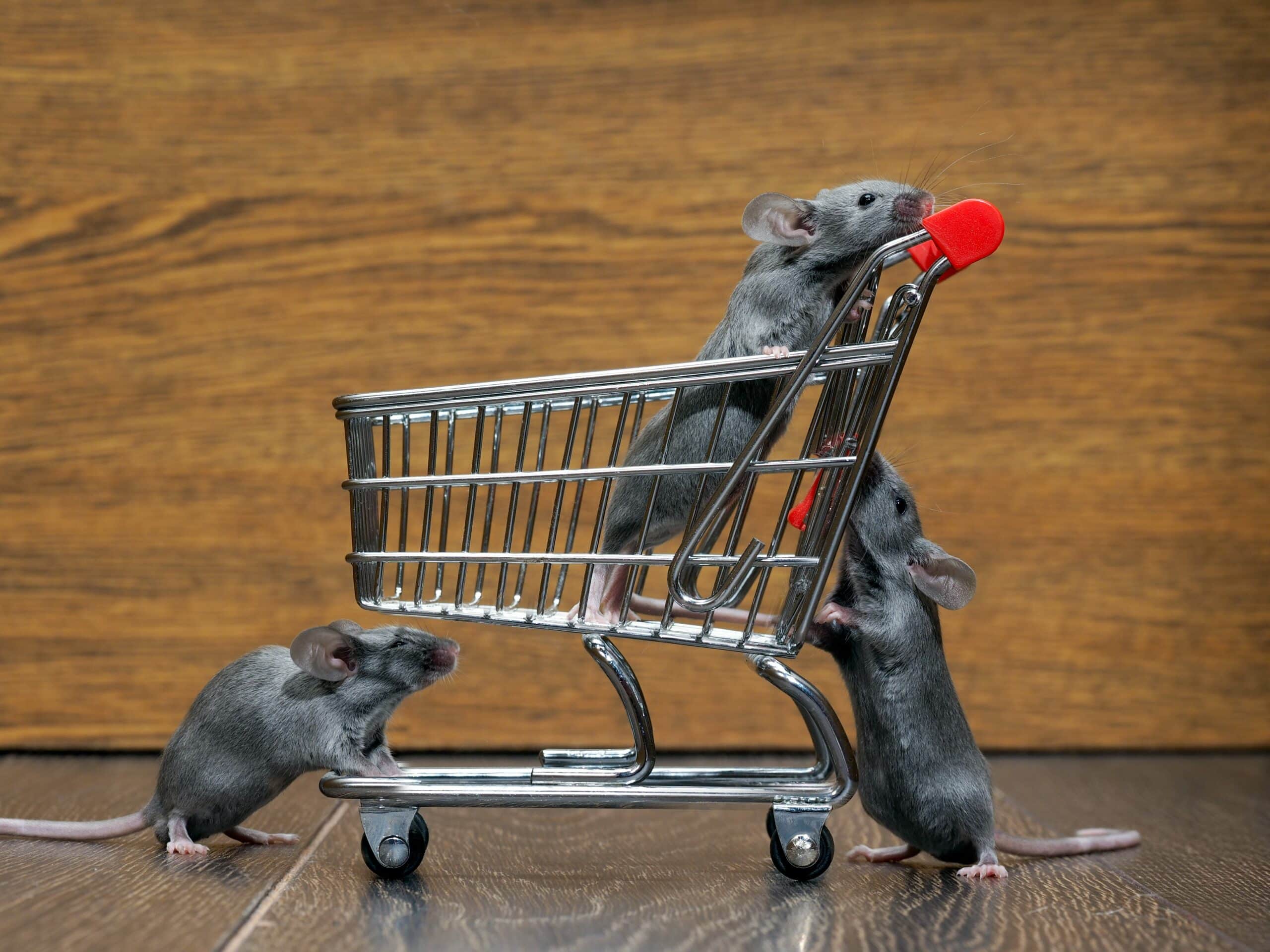 Chariot de supermarché d'épicerie et trois souris